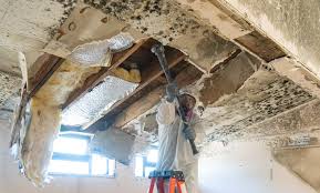 Why You Should Choose Our Mold Remediation Services in Kentland, IN